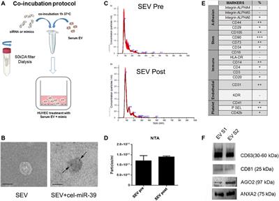 Serum Derived Extracellular Vesicles Mediated Delivery of Synthetic miRNAs in Human Endothelial Cells